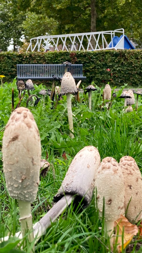 20260917 PADDENSTOELEN SCHIETEN UIT DE GROND ALS